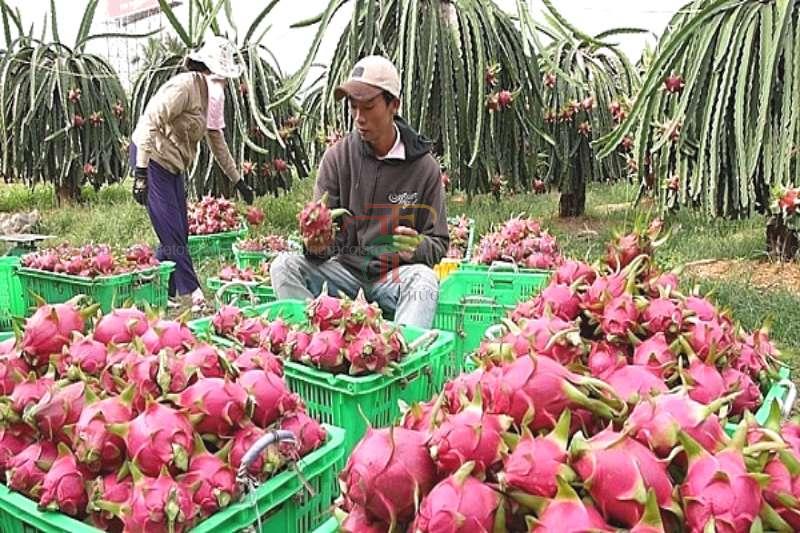 sóng nhựa hở 3t1 đựng trái cây hoa quả
